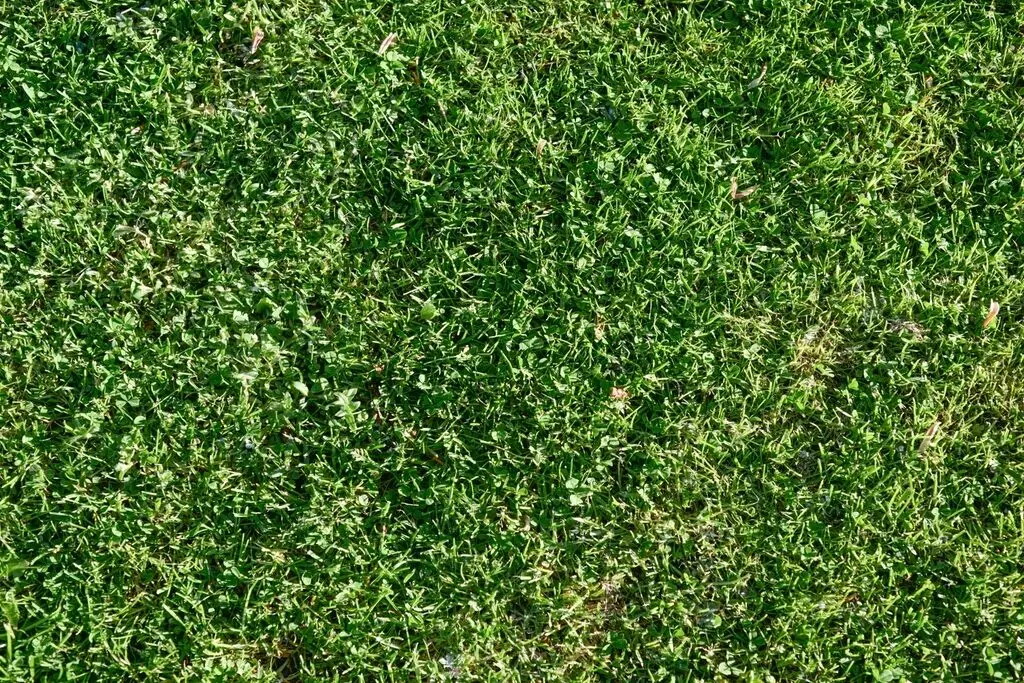 Close-up of dense green turf